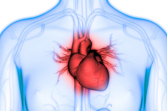 Human Heart Anatomy